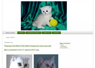 Британские и Шотладские Котята