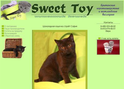 Клубные котята питомника «sweettoy»