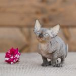 Эльф, бамбино, двэльф, канадский сфинкс-богемное существо.
