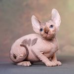 Эльф, бамбино, двэльф, канадский сфинкс-богемное существо.
