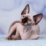 Принесёт нежность в ваш дом- эльф, бамбино или сфинкс.