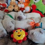 Цуценята золотистого ретрівера ot bahur