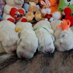 Цуценята золотистого ретрівера ot bahur