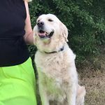 Цуценята золотистого ретрівера ot bahur