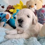 Цуценята золотистого ретрівера ot bahur