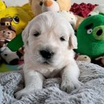 Цуценята золотистого ретрівера ot bahur