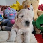 Цуценята золотистого ретрівера ot bahur