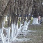 Уборка загородных участков