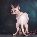 Аристократ — эльф, бамбино, канадский сфинкс.