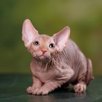Из волшебной саги-эльф, бамбино, сфинкс, разноглазые котята.