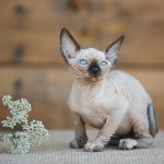 Из волшебной саги-эльф, бамбино, сфинкс, разноглазые котята.