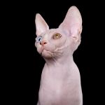 Волшебный котёнок эльф, бамбино, сфинкс с другой планеты.