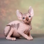 Волшебный котёнок эльф, бамбино, сфинкс с другой планеты.