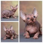 Племенные пары и котята пород эльф, бамбино, двэльф, сфинкс.