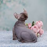 Племенные пары и котята пород эльф, бамбино, двэльф, сфинкс.