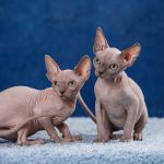 Племенные пары и котята пород эльф, бамбино, двэльф, сфинкс.