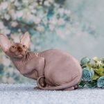 Племенные пары и котята пород эльф, бамбино, двэльф, сфинкс.