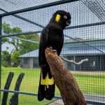 Желтохвостый черный какаду zanda funerea птенцы выкормыши